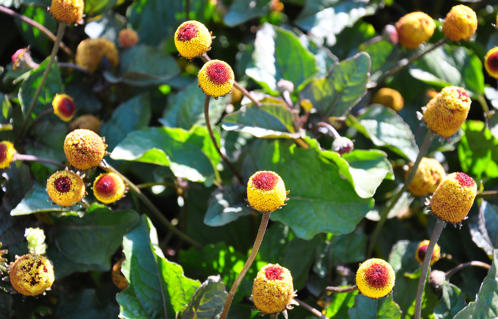 Acmella Oloracea: cosa è e quali proprietà ha